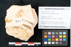 Foto (Objekt + Etikett) von Cinnamomum lanceolatum Unger (NHMW-GEO-2024-0188-7991)